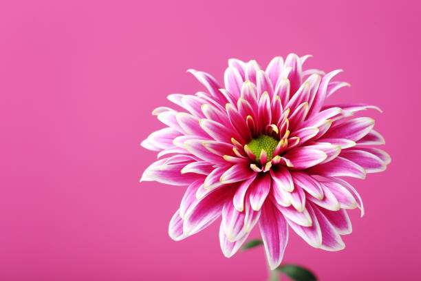istock Chrysanthemum flower on a pink background 667431004