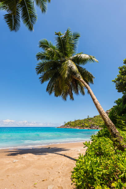 istock Anse Major Beach, Mahe Island, Seychelles 667431244