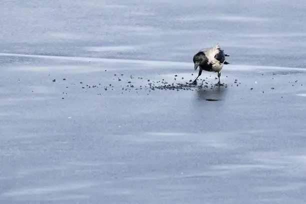 Hooded crow looking for food on ice of frozen lake.