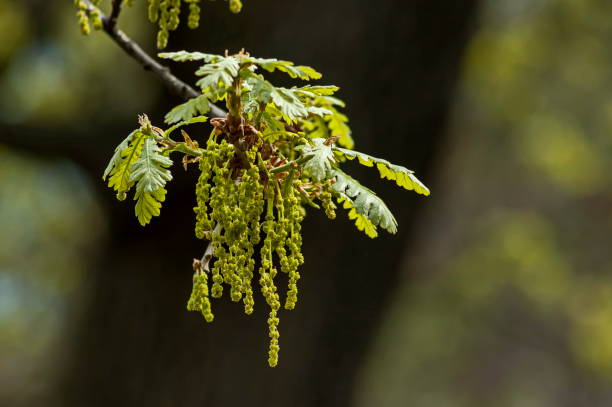 istock Oak tree branch with spring cluster drooping blooms  flowers 667431398