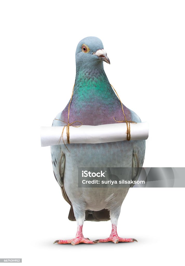 complet du corps du message de lettre oiseaux et papier de pigeon accroché sur la poitrine pour le thème de la communication - Photo de Pigeon - Oiseau libre de droits