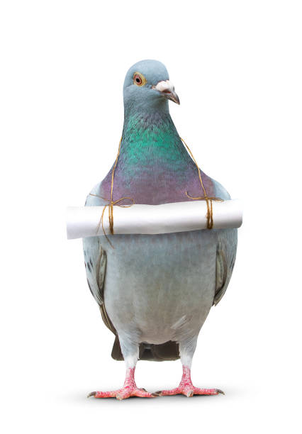 full body of pigeon bird and paper letter message hanging on breast for communication theme - common wood pigeon imagens e fotografias de stock