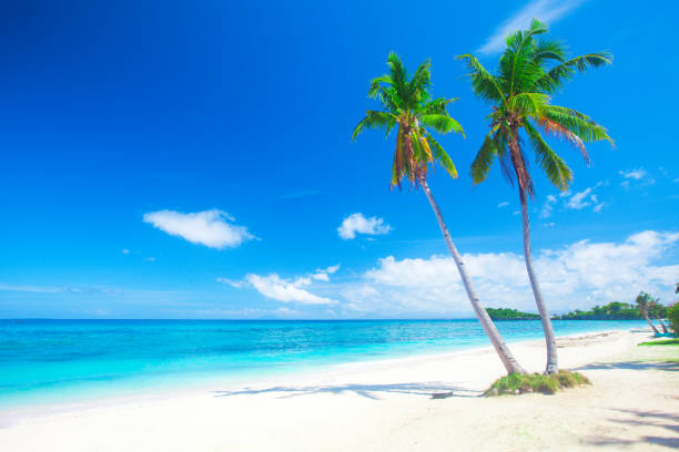 istock tropical beach with coconut palm 667435078