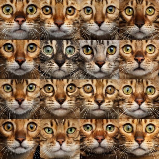 istock Collage of 16 Bengal Cats heads 667435738