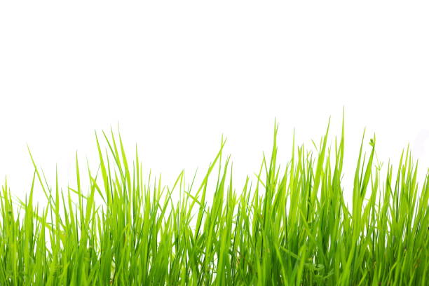 green grass isolated on white background - blade of grass grass isolated white imagens e fotografias de stock