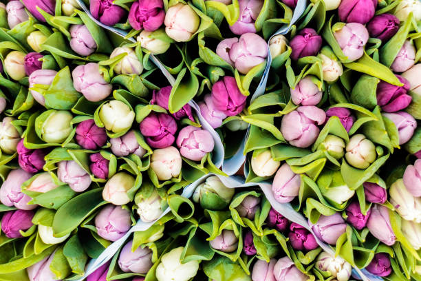 assortiment de tulipes colorées dans un magasin de fleurs - flower market photos photos et images de collection