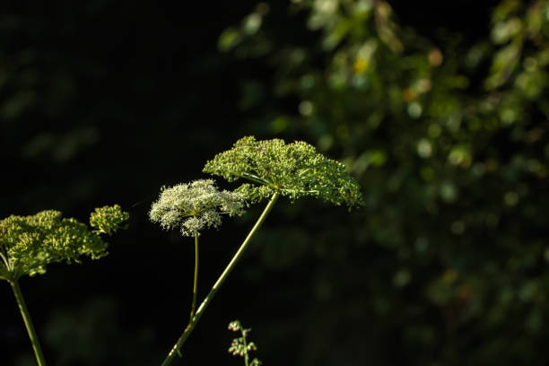 안 젤 리카입니다. 야생 꽃입니다. - angelica astrantia nature season 뉴스 사진 이미지