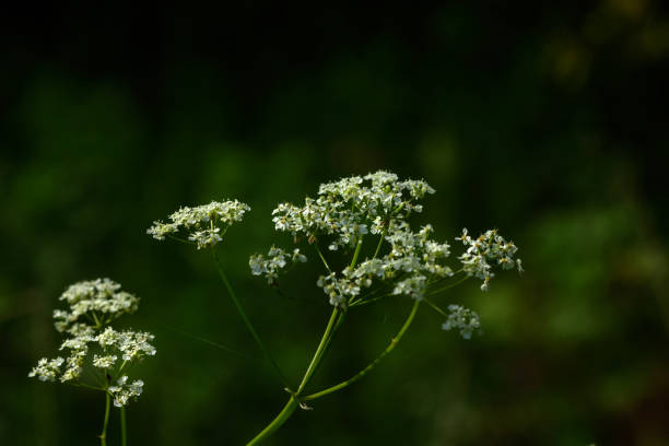 안 젤 리카입니다. 야생 꽃입니다. - angelica astrantia nature season 뉴스 사진 이미지