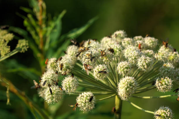 안 젤 리카입니다. 야생 꽃입니다. - angelica astrantia nature season 뉴스 사진 이미지