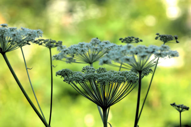 안 젤 리카입니다. 야생 꽃입니다. - angelica astrantia nature season 뉴스 사진 이미지