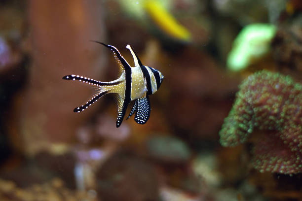 istock Fish swimming in aquarium 667446004