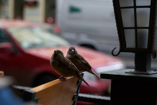 Close-up of  two bird sparrows on a  bench with a blurred background