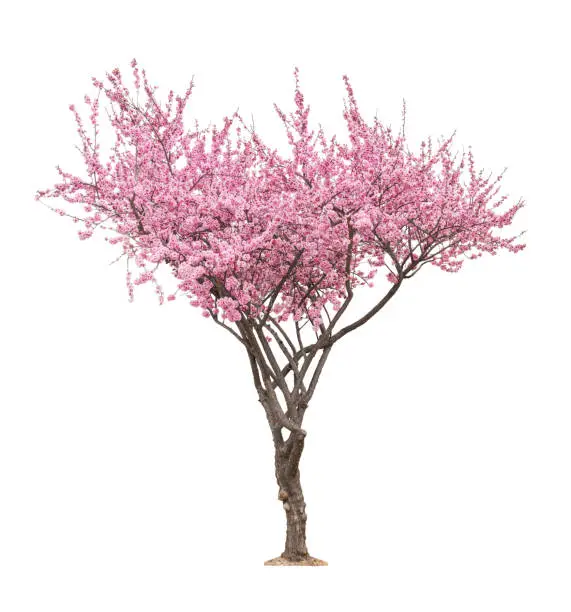 Photo of pink sacura tree