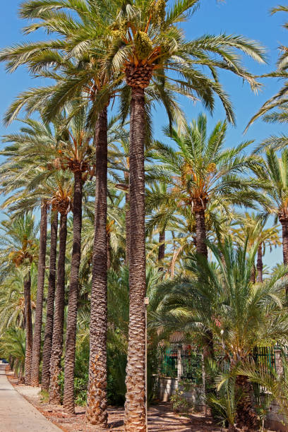 istock Palmeral of Elche Valencian in Spain 667457248