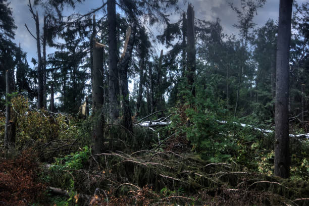 floresta quebrada. verão. - tornado storm disaster storm cloud - fotografias e filmes do acervo