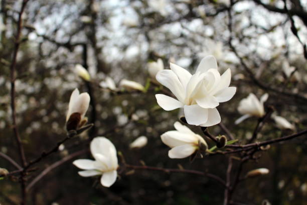 bunch of white magnolia flowers - plant white magnolia tulip tree imagens e fotografias de stock