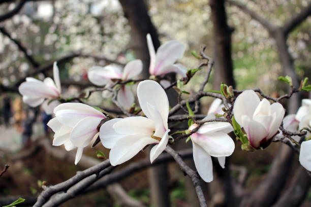 tender white magnolia flowers - plant white magnolia tulip tree imagens e fotografias de stock