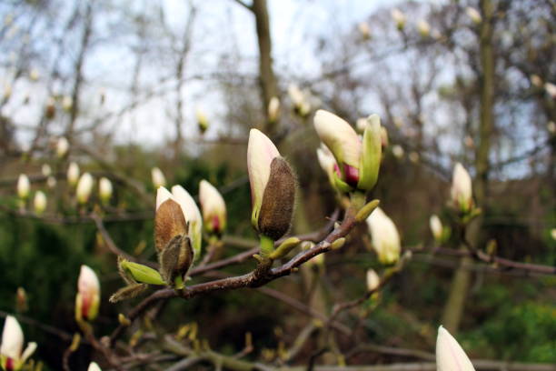 istock Bunch of white magnolia buds 667461066