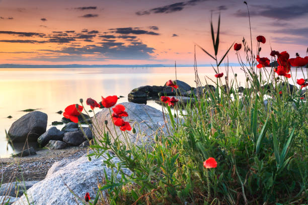 Red poppies by the calm sea shore at sunset