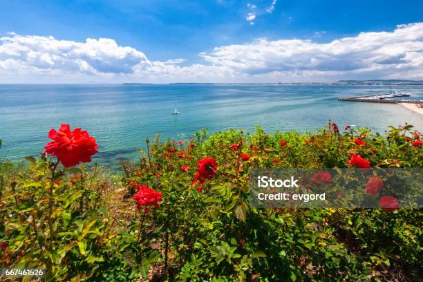 Roses By The Asure Sea Stock Photo - Download Image Now - Bay of Water, Beach, Beauty