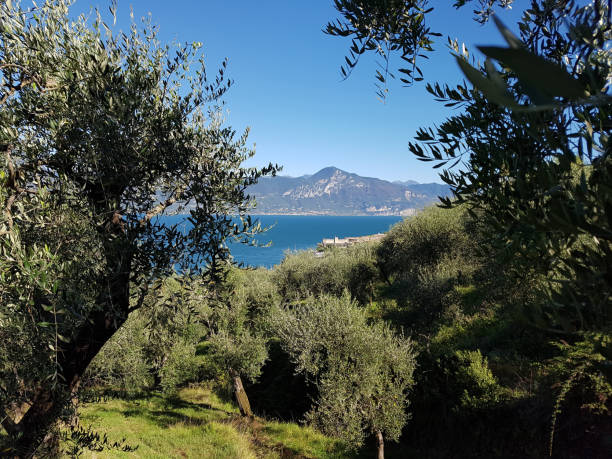 istock Benaco Towers, Lake Garda 667461866