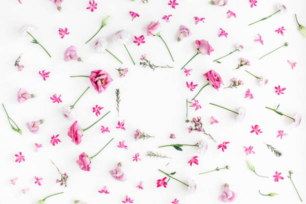 istock Frame made of various pink flowers on white background 667468012