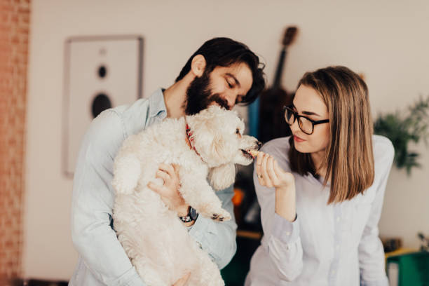 menina bonita, alimentar o cachorro com fritas - casual teamwork journalist editor - fotografias e filmes do acervo