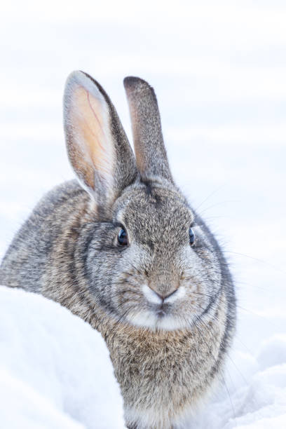 istock Cottontail Rabbit in Snow 667470544