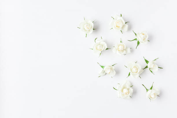 istock Rose flowers on white background. Flat lay, top view 667471322
