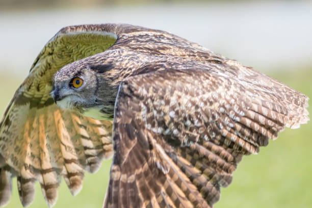 istock European eagle owl. Close up in level flight profile. 667471330