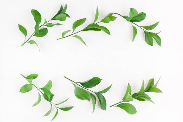 Frame made of green leaves. Flat lay, top view