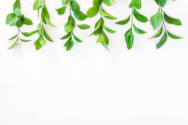 istock Border made of green leaves. Flat lay, top view 667472102