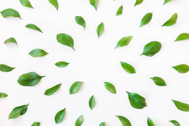 istock Frame made of green leaves. Flat lay, top view 667472460