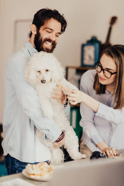 filhote de cachorro bonito, recusando-se a comer porcarias - casual teamwork journalist editor - fotografias e filmes do acervo