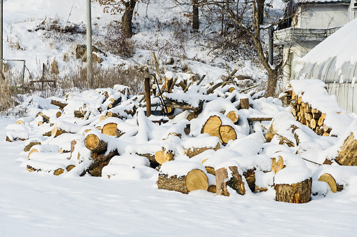 many log covered by a white snow in winter