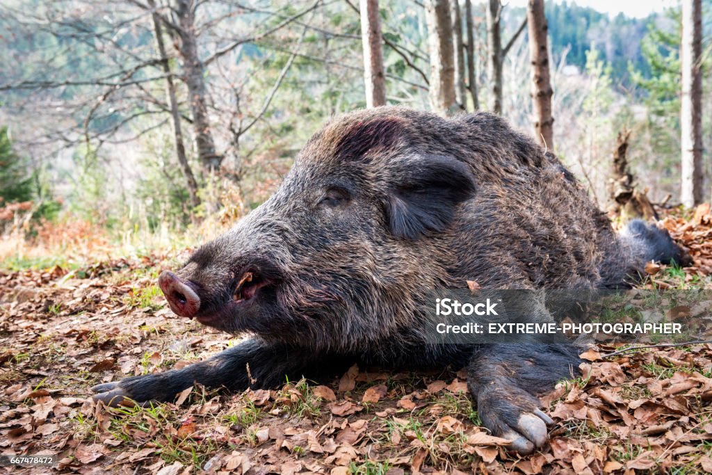 Wild boar - Lizenzfrei Wildschwein Stock-Foto