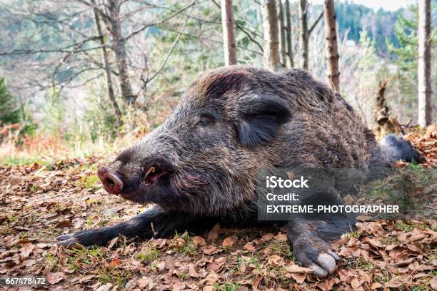 Wild Boar Stockfoto und mehr Bilder von Wildschwein - Wildschwein, Tot, Wildtier