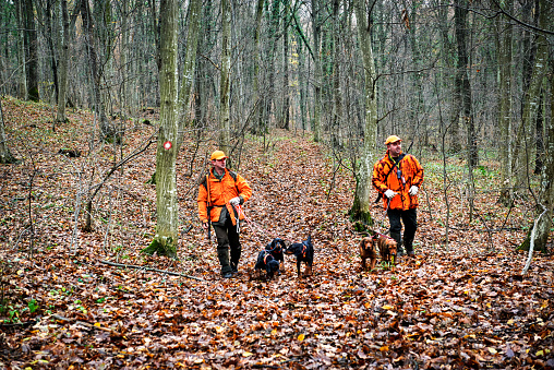 Hunters in the forest with rifles and dogs during the hunt of wild boars.