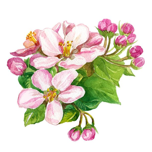 istock Watercolor painting Apple blossom. Pink delicate flowers on Apple tree branch on a white background. 667480954
