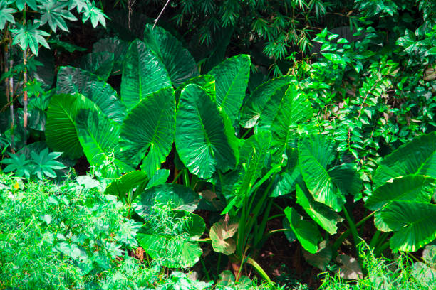 istock Plants in Natura 667482752
