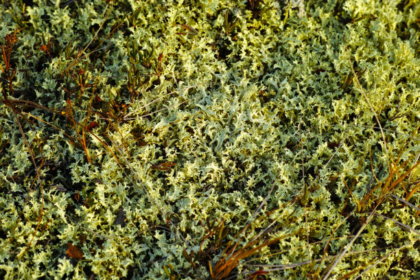Iceland moss in taiga forest Iceland moss in taiga forest tilzit stock pictures, royalty-free photos & images
