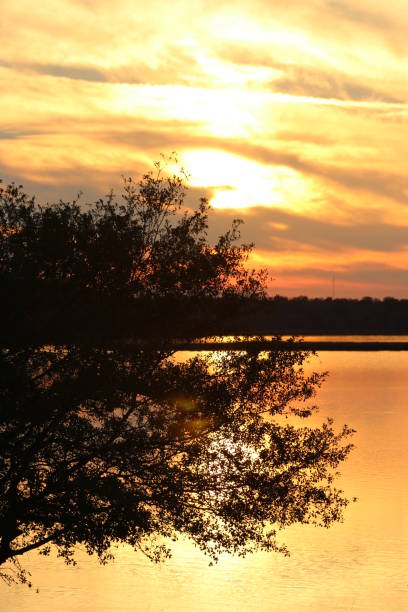 istock Tree in the sunset over the lake 667485672