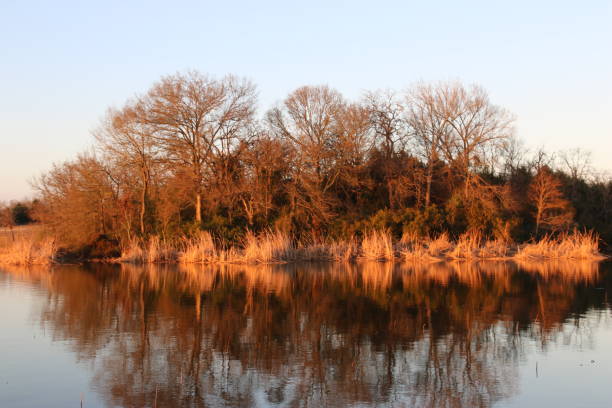 istock Golden trees in the evening sun 667485752