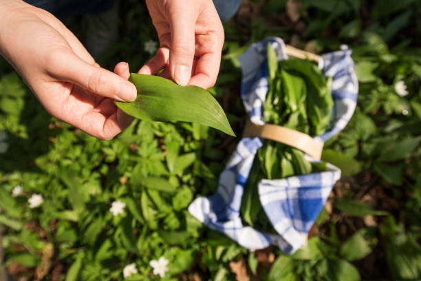 Woman collecting wild garlic, Germany, Europe Thuringia, Germany: A woman is collecting wild garlic in the woods. wild garlic leaves stock pictures, royalty-free photos & images
