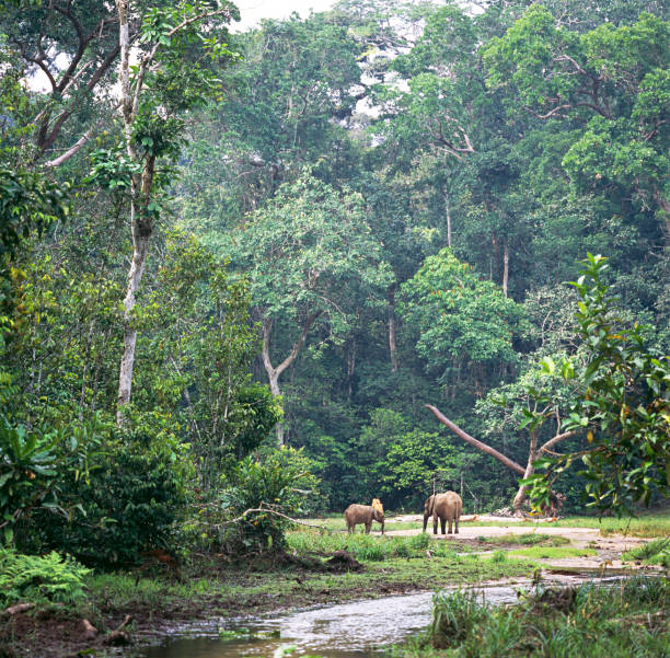elephant elephants in the forest gabon stock pictures, royalty-free photos & images
