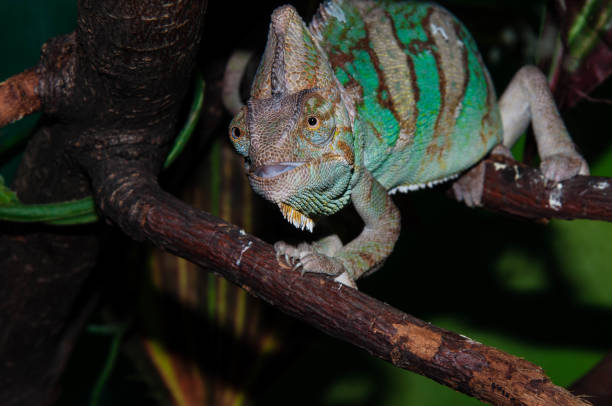 istock Chameleons Yemeni or Chamaeleo calyptratus 667489044