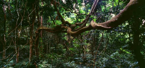 selva - liana fotografías e imágenes de stock