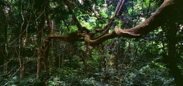 liana branch in jungle