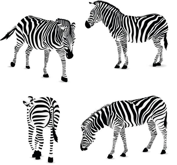 Set of zebra, vector illustration. Wild animal texture. Striped black and gray., isolated on white background. zebra stock illustrations