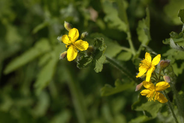 istock Celandine. Wild flower. 667490756